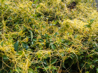 yellow vines like instant noodles