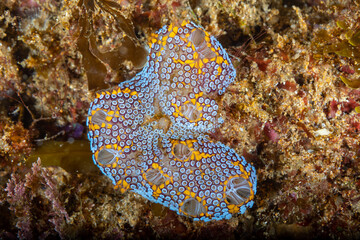 A close up view of the magnificent ascidian sea squirt (Botrylloides magnicoecum)