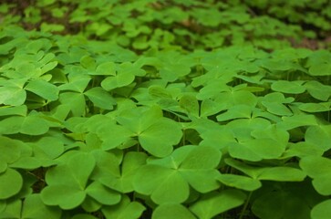 Side angle view of  a field of Redwood Sorrel (Oxalis oregana), creating a textured green surface.