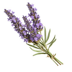 Lavender flower . isolated object, transparent background