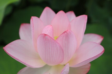 Fototapeta premium ピンクの蓮の花のクローズアップ