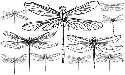 Set of dragonflies. Collection of dragonfly black and white clipart outline butterfly - obrazy, fototapety, plakaty