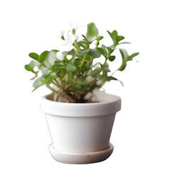 Plant in white pot isolated on white background. Studio shot.
