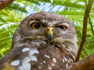 Barking Owl in Queensland Australia