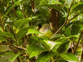 Fairy Gerygone in Queensland Australia
