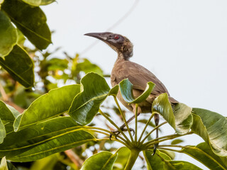 Helmeted Friarbird in Queensland Australia