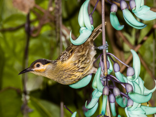 Macleay's Honeyeater in Queensland Australia