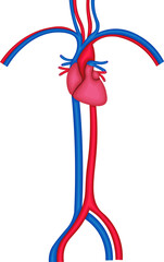 心臓　動脈　静脈　イラスト