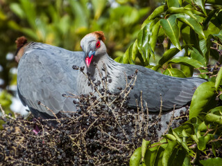 Topknot Pigeon in Queensland Australia