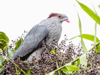 Topknot Pigeon in Queensland Australia