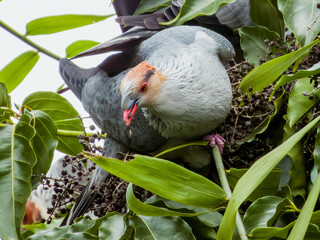 Topknot Pigeon in Queensland Australia