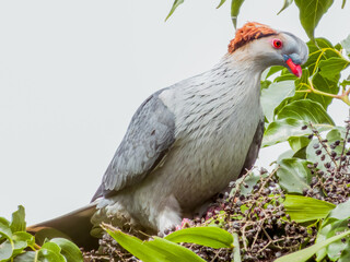 Topknot Pigeon in Queensland Australia