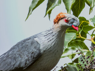 Topknot Pigeon in Queensland Australia