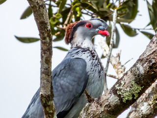 Topknot Pigeon in Queensland Australia