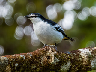 Varied Triller in Queensland Australia