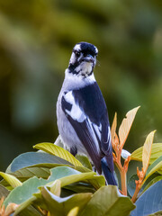 White-eared Monarch in Queensland Australia