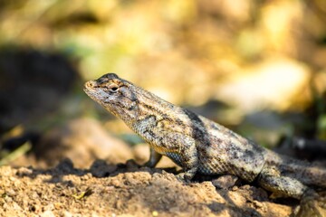 Fototapeta premium Lizard In the Sun