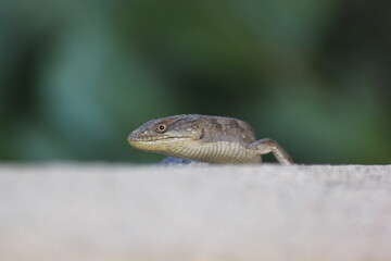 Lizard