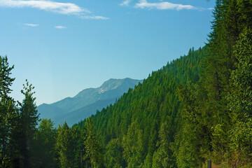 Forest in the Mountains