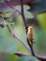 grasshopper on a branch
