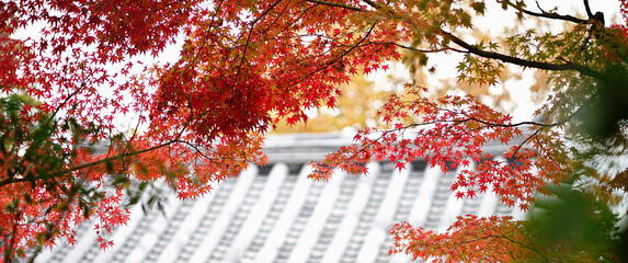 Panoramic of maple leaves in the autumn season and blurred japanese roof style.