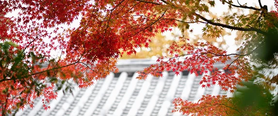 Fotobehang Kyoto Panoramic of maple leaves in the autumn season and blurred japanese roof style.