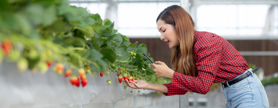 Happiness entrepreneur young asian woman smile and take photo with smart phone in strawberry farm at greenhouse, female using smartphone and proud with small business and cultivation with agriculture.