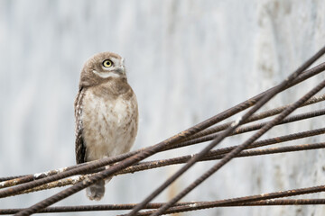 Owl sitting on iron road in daylight