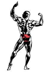 Fototapeta premium muscular man posing vector illustration