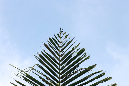 palm leaves facing up against a bright blue sky background