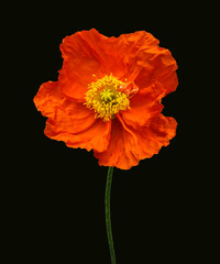 A frontal photograph of an orange Iceland Poppy