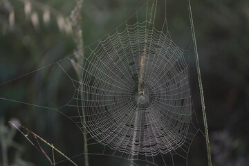 silver shining spiderweb in a meadow