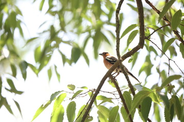 common chaffinch sitting in a tree natural environment
