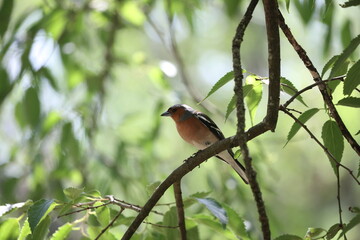 common chaffinch sitting in a tree natural environment