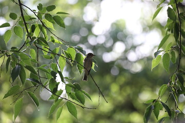 spotted flycatcher perched on a tree branch waiting for insects to come