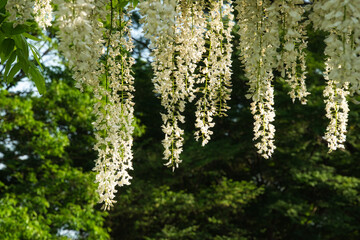 ツル性の茎に小さな花を房状に咲かせる白い藤の花