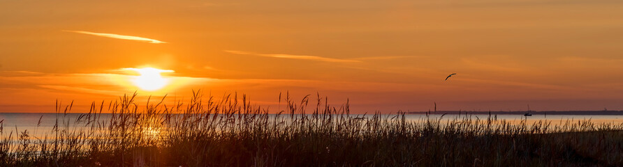 Sunset over a sandy beach of the Baltic Sea, selective focus on the reeds - obrazy, fototapety, plakaty