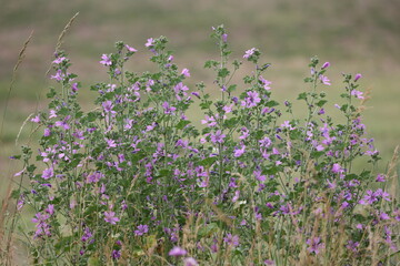 beautiful twig of a high mallow in summer in full bloom © Mipa Photo