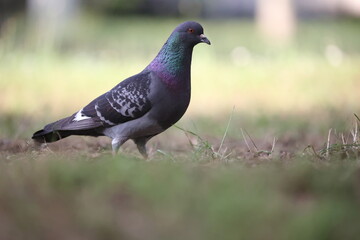 beautiful feral pigeon sitting on the lawn