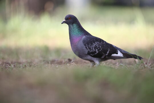 beautiful feral pigeon sitting on the lawn