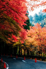 紅葉に囲まれた山道｜縦位置