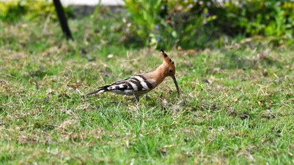 The Hoopoe's Quest for Ground-Bound Insects