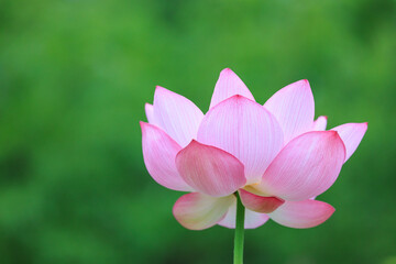 夏の早朝にピンク色の大きな花を咲かせる蓮
