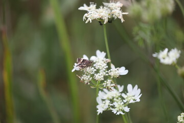 Tyta luctuosa or four-spotted moth feeding on a white laceweed flower