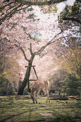 桜と奈良公園の鹿