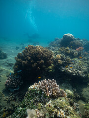 Fototapeta na wymiar Scuba diver swims among rocks on coral reef colonies