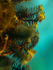 Spirobranchus giganteus on turquoise ocean in Philippines