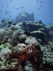 Fototapeta na wymiar Colony of coral reefs surrounded by schools of fish in sea