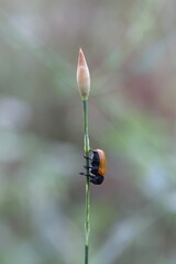 ant bag beetle sitting on a little grasslily