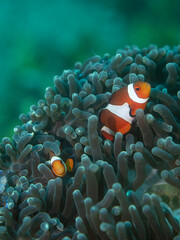 Fototapeta na wymiar Clownfish anemone reef house on turquoise sea bottom